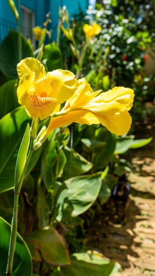 Pousada Flor Do Atlantico Фернанду-ди-Норонья Экстерьер фото